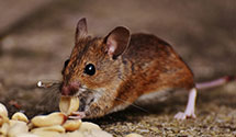 24 Hour & Emergency Exterminators in Griffin, ND